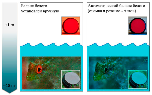 Рис. 4. Флуоресцентное окологлазничное кольцо, сфотографированное в естественном местообитании на глубине 18 м