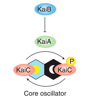 Рис. 1. Схема работы осциллятора бактерий Synechococcus elongatus