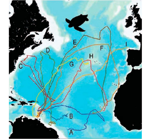 Рис. 2. Годичные пути нескольких самок кожистых черепах после откладки яиц