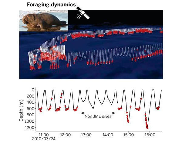 Рис. 3. Трехмерная карта перемещений одного из четырех морских слонов