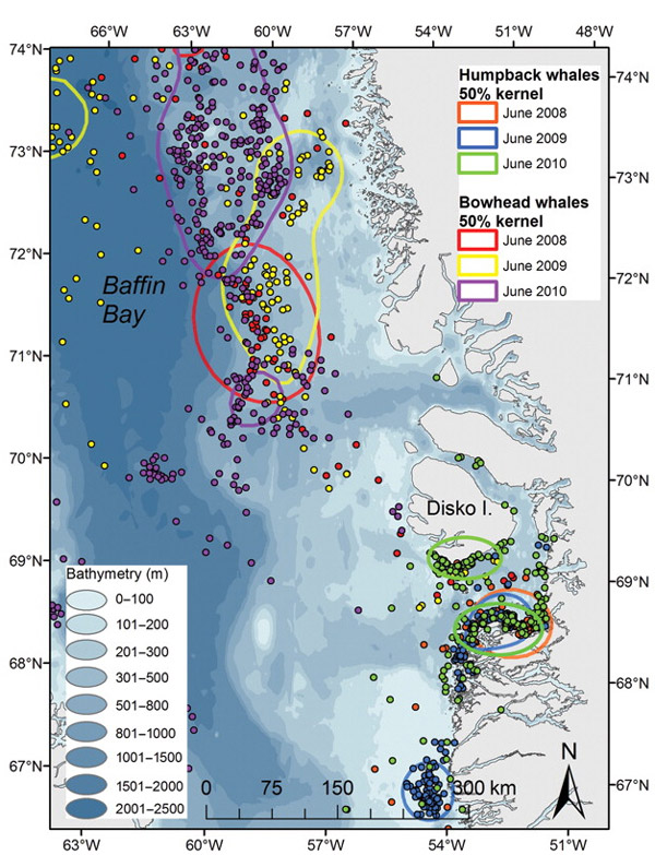 Рис. 4. Весенние миграции горбачей и гренландских китов