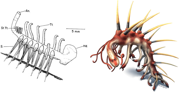 Рис. 1. Прогресс в изучении галлюцигении