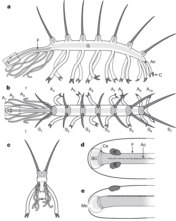 Рис. 3. Анатомия галлюцигении