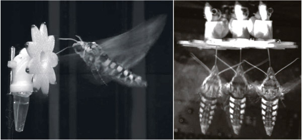 Рис.2. Бражник Manduca sexta пьет сладкий раствор из искусственного цветка