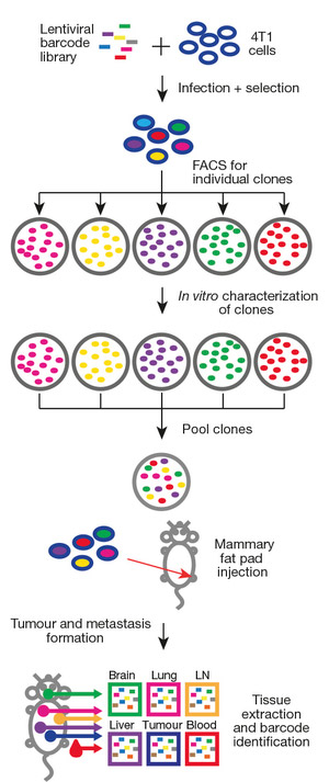 Рис. 2. Анализ функциональных свойств индивидуальных клонов опухоли 4Т1