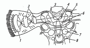 Рис. 1. Схема строения мозга насекомых