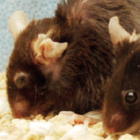 Мыши двух генетически модифицированных линий, у которых можно уничтожать стареющие клетки, если давать им лекарство AP20187