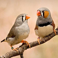 Зебровые амадины