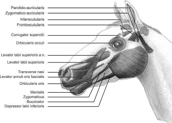 Рис. 1. Мимические мышцы лошади