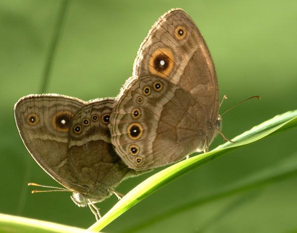 Рис. 1. Бабочки Bicyclus anynana
