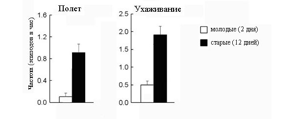 Рис. 3. Частота двух форм поведения «молодых» и «старых» самцов