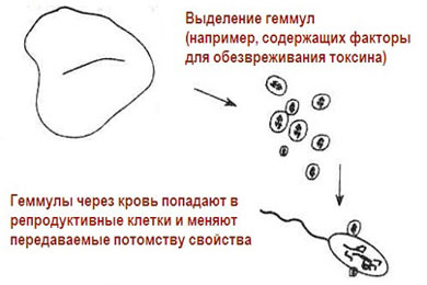 Рис. 1. Схематические изображения теорий пангенезиса Дарвина и барьера Вейсмана