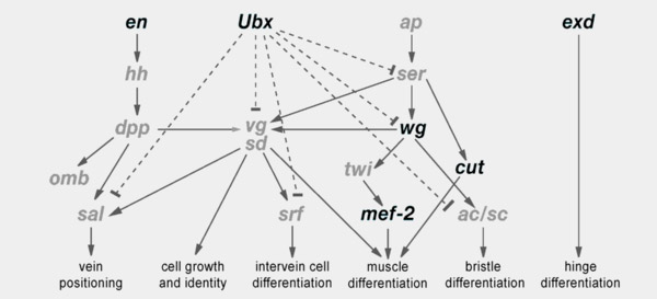 Рис. 2. Эволюционно консервативная генная сеть, управляющая развитием крыльев у насекомых с полным превращением