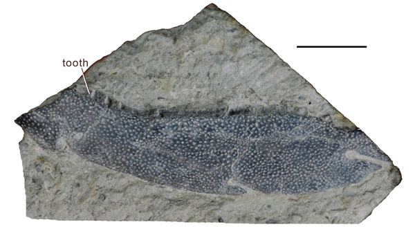 Рис. 4. Фрагмент нижней челюсти Psarolepis