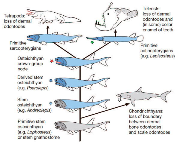 Рис. 5. Схема становления зубной эмали у четвероногих