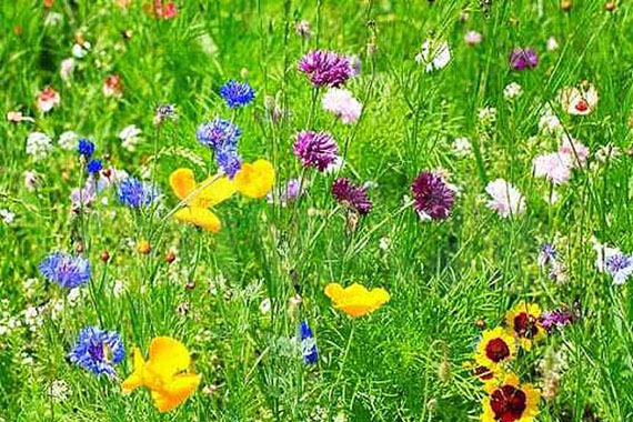 Рис. 1. Биоразнообразие помогает противостоять паразитам