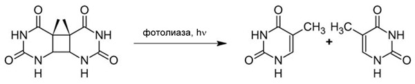 Рис. 1. Реакция, катализируемая фотолиазой