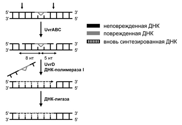 Рис. 2. Эксцизионная репарация нуклеотидов