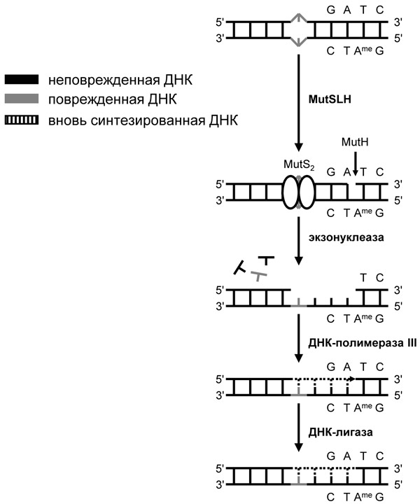 Рис. 3. Мисматч-репарация