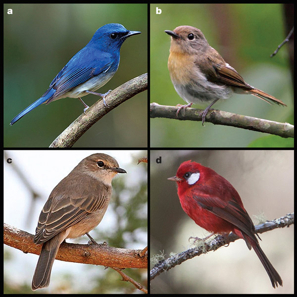 Рис. 1. Разнообразие окраски у птиц