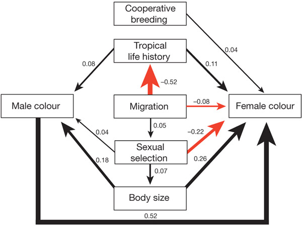 Рис. 4. Факторы, влияющие на яркость мужской и женской окраски у воробьиных