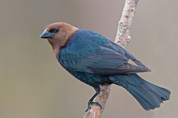 Рис. 1. Буроголовый воловий трупиал (Molothrus ater)