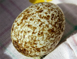 Яйцо буроголового воловьего трупиала