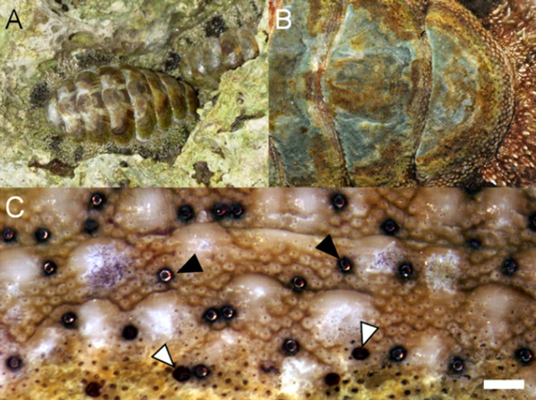 Рис. 1. A — хитон Acanthopleura granulata. B — увеличенные пластинки в передней части раковины с черными точками-глазами по краю. C — увеличенный край раковины с прозрачными линзами, обозначенными стрелками