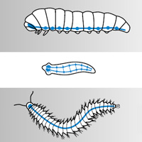 Эволюция центральной нервной системы