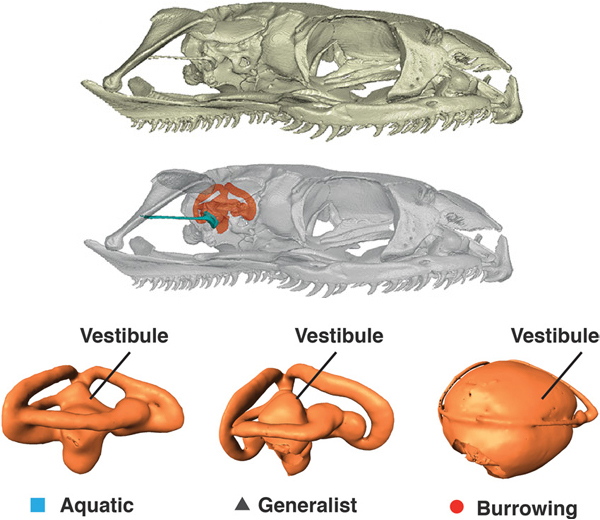 Рис. 1. Вверху — расположение костей внутреннего уха в черепе змеи (показано оранжевым). Внизу — образцы структур внутреннего уха у змей, ведущих (слева направо) водный, наземный и роющий образ жизни