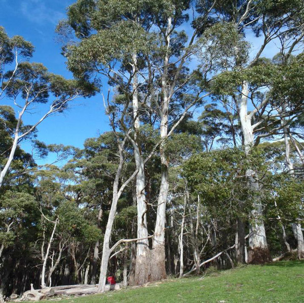 Рис. 3. Местообитание тасманийского пардалота