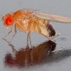 Адаптация <I>Drosophila melanogaster</I> к неблагоприятному кормовому субстрату сопровождается расширением трофической ниши