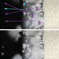 Так выглядит полигон для эволюции E. coli, где можно день за днем наблюдать, как продвигается — буквально — адаптация у бактерий