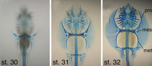 Рис. 1. Окраска хрящевых элементов альциановым синим у эмбрионов ската на 30–32 стадиях развития: грудные и брюшные плавники аккуратно вытянуты вдоль оси тела