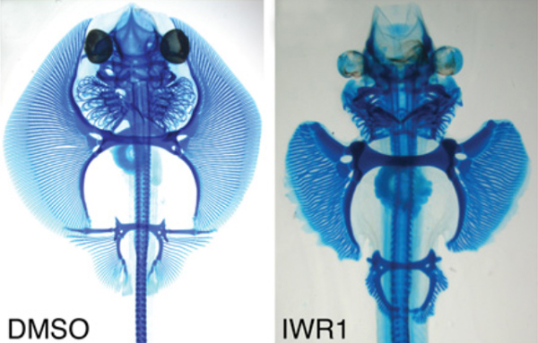 Рис. 2. На стадии 24 в воду в аквариуме добавили ингибитор продукта WNT