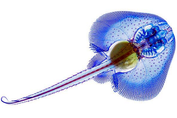 Специфически окрашенный образец обыкновенного (или ежового) ската