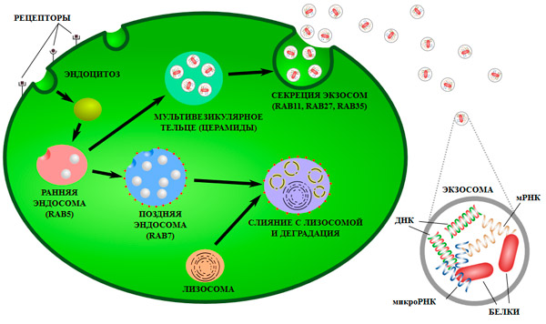 Рис. 2. Схема образования экзосом и выхода их из клетки