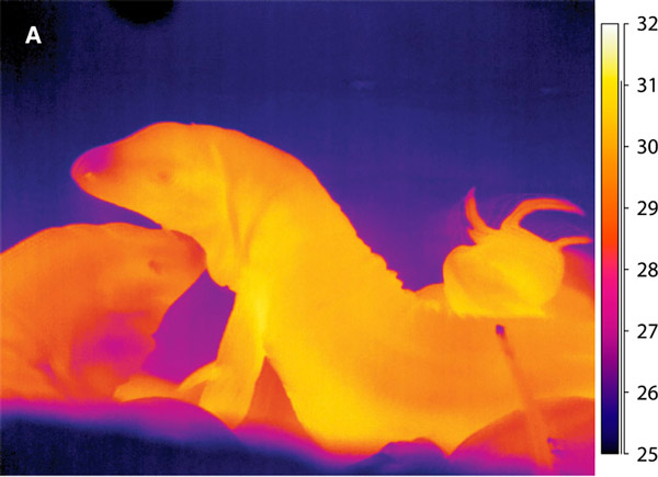 Рис. 3. Ящерицы тегу в своей норе в период размножения