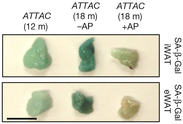Рис. 2. Образцы двух типов жировой ткани у мышей 12- и 18-месячного возраста, которым давали (+AP) или не давали (–AP) лекарство AP20187