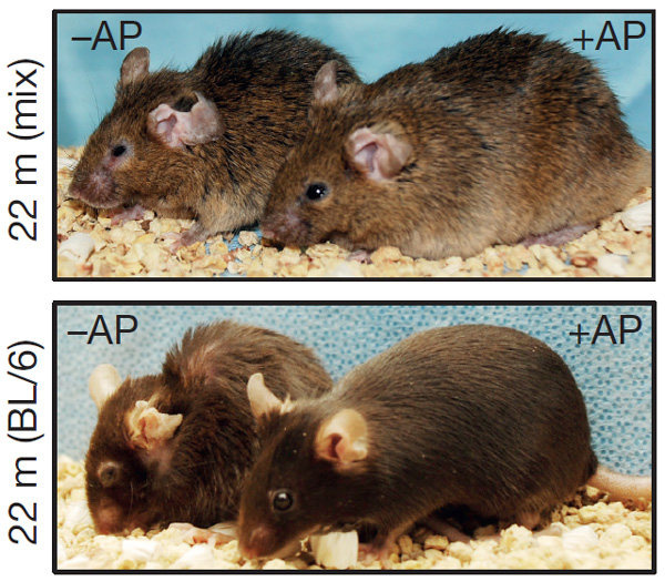 Рис. 1. Мыши двух генетически модифицированных линий, у которых можно уничтожать стареющие клетки, если давать им лекарство AP20187