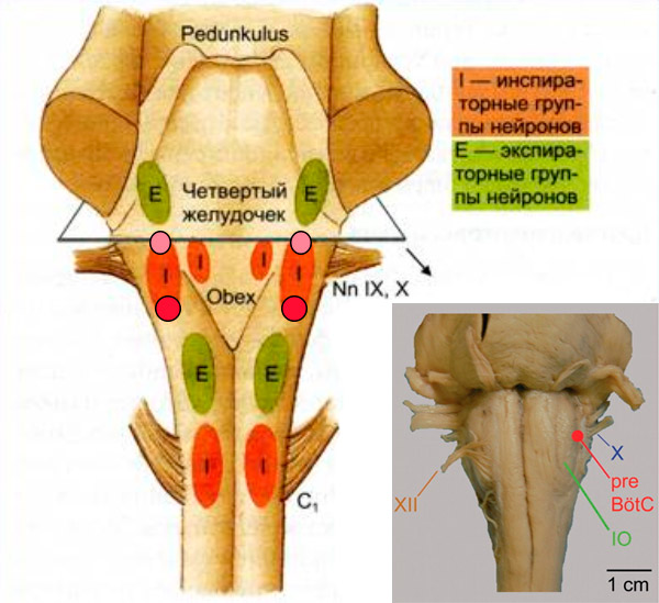 Рис. 2. Схема расположения центров активации дыхательных ритмов в стволе мозга человека