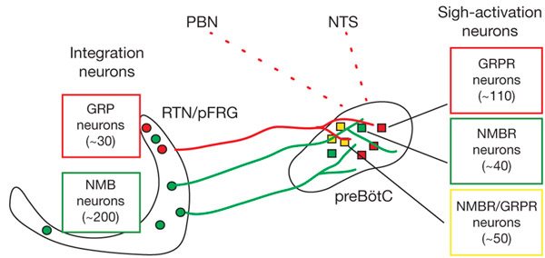 Рис. 3. Схема нервного пути бомбезиноподобных нейронов