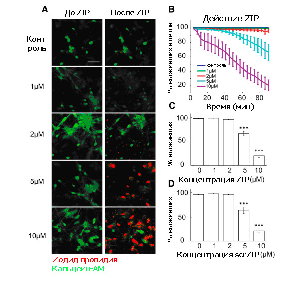 Рис. 2. ZIP убивает нейроны гиппокампа в культуре