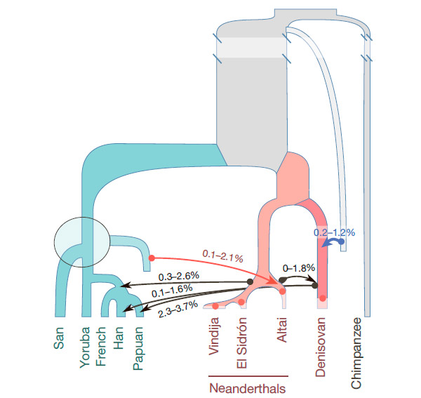 Шесть эпизодов гибридизации сапиенсов, неандертальцев, денисовцев и «архаичных Homo»