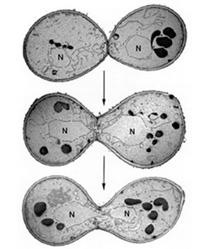 Спаривание дрожжей