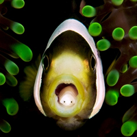 Рыба-клоун Amphiprion polymnus с паразитической изоподой Cymothoa exigua во рту