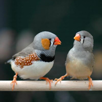 Рис. 1. Зебровые амадины и компьютерная модель хромосомы