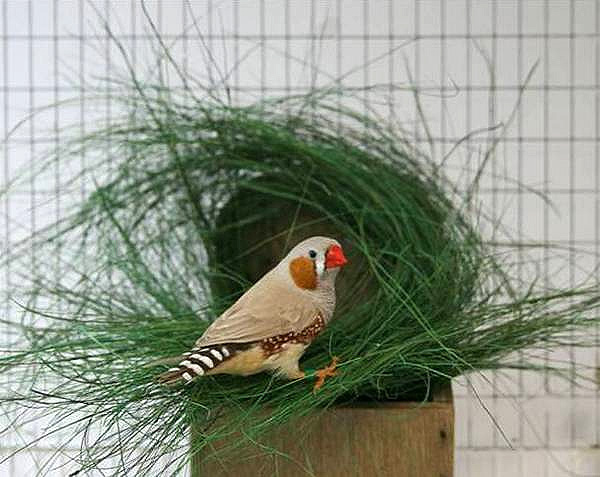 Гнездо зебровой амадины