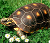 Угольная, или красноногая, черепаха Geochelone carbonaria. Фото с сайта projamora2008tartarugas.pbworks.com