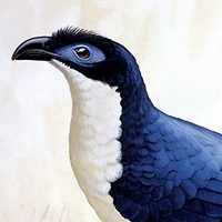 Coua delalandei